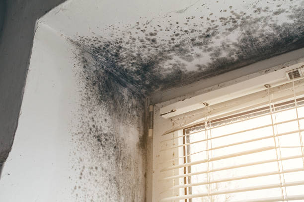 Affordable Mold Remediation solutions in Cherry Hill, VA